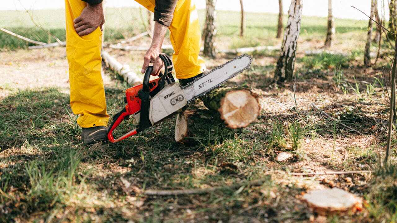 Best Residential Tree Removal  in Albany, TX